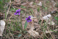 Viola mandshurica