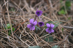 Viola mandshurica