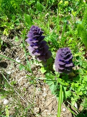 Ajuga pyramidalis pyramidalis