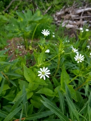 Stellaria nemorum