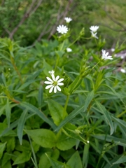 Stellaria nemorum