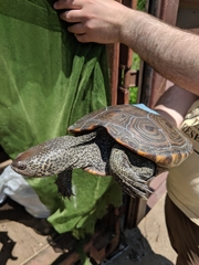 Malaclemys terrapin terrapin