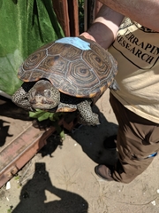 Malaclemys terrapin terrapin