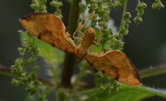 Gandaritis pyraliata