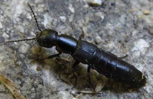 Ocypus nitens photo 4