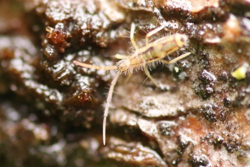 Entomobrya muscorum, photo 2 of 10