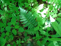 Dryopteris clintoniana