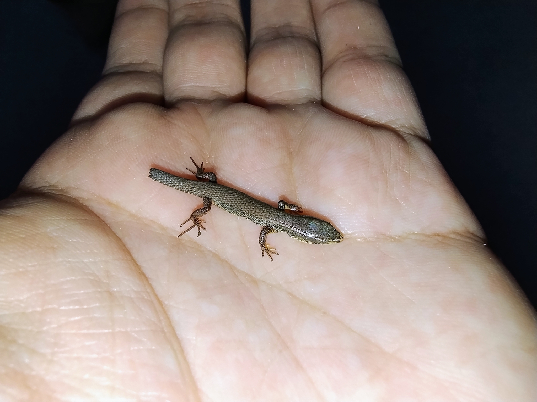 Macropholidus image