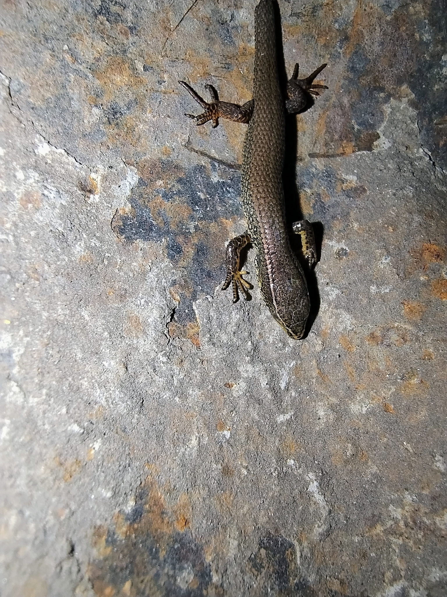 Macropholidus annectens image