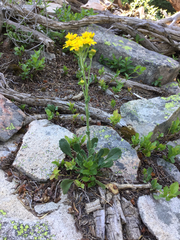 Packera streptanthifolia