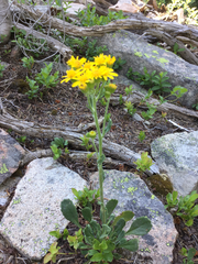 Packera streptanthifolia