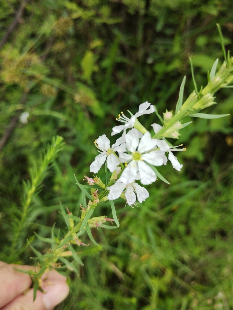 Lythrum album