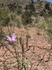 Lygodesmia grandiflora