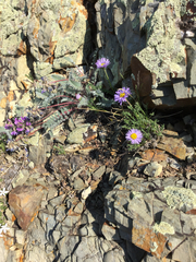 Erigeron pinnatisectus