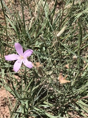 Lygodesmia grandiflora