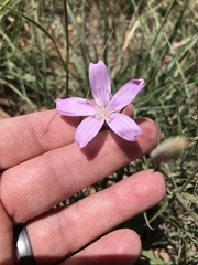 Lygodesmia grandiflora