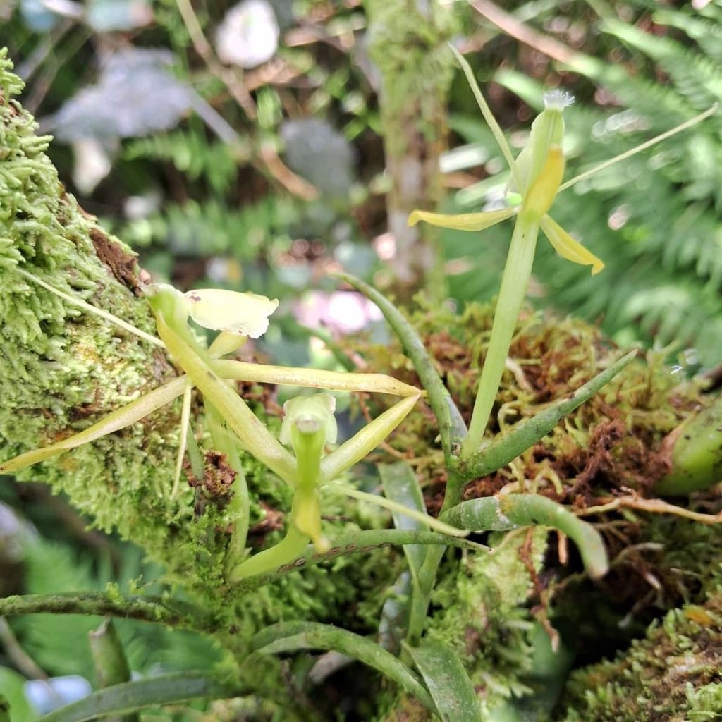 Epidendrum atwoodii Hágsater & L.Sánchez