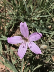 Lygodesmia grandiflora