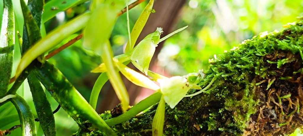 Epidendrum atwoodii Hágsater & L.Sánchez 2