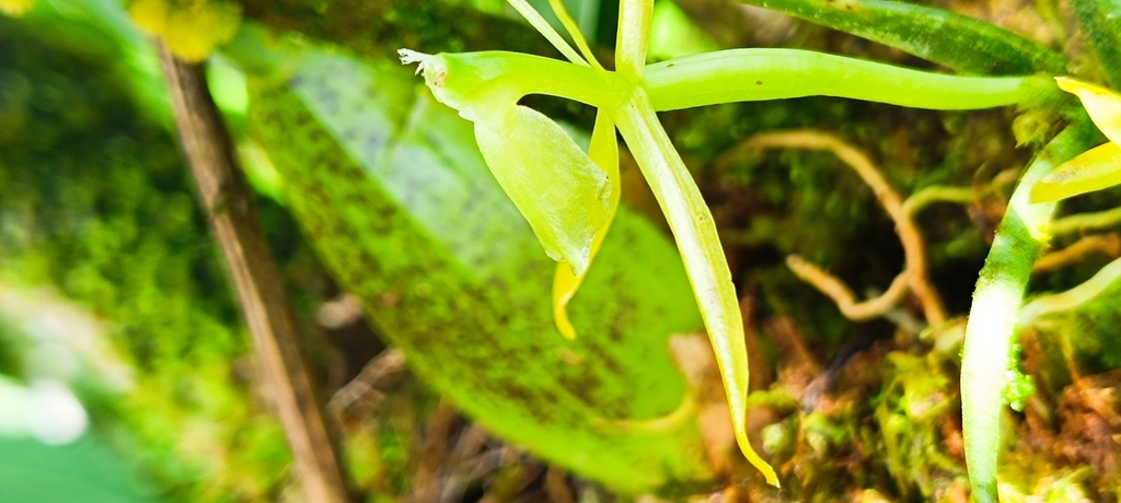 Epidendrum atwoodii Hágsater & L.Sánchez 3