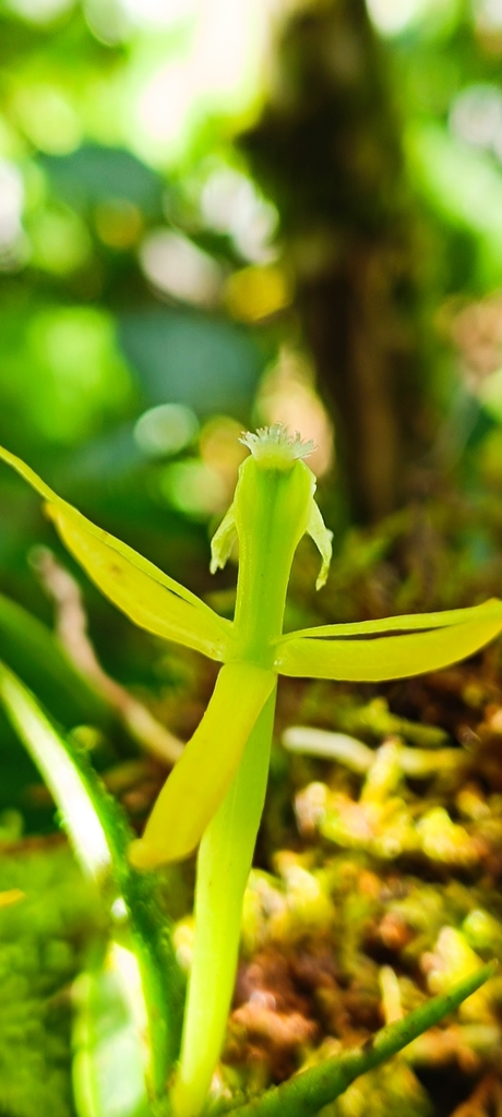 Epidendrum atwoodii Hágsater & L.Sánchez 4