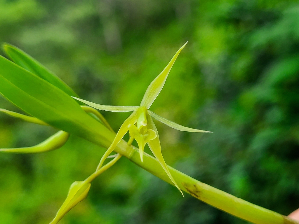 Epidendrum cardiochilum L.O.Williams
