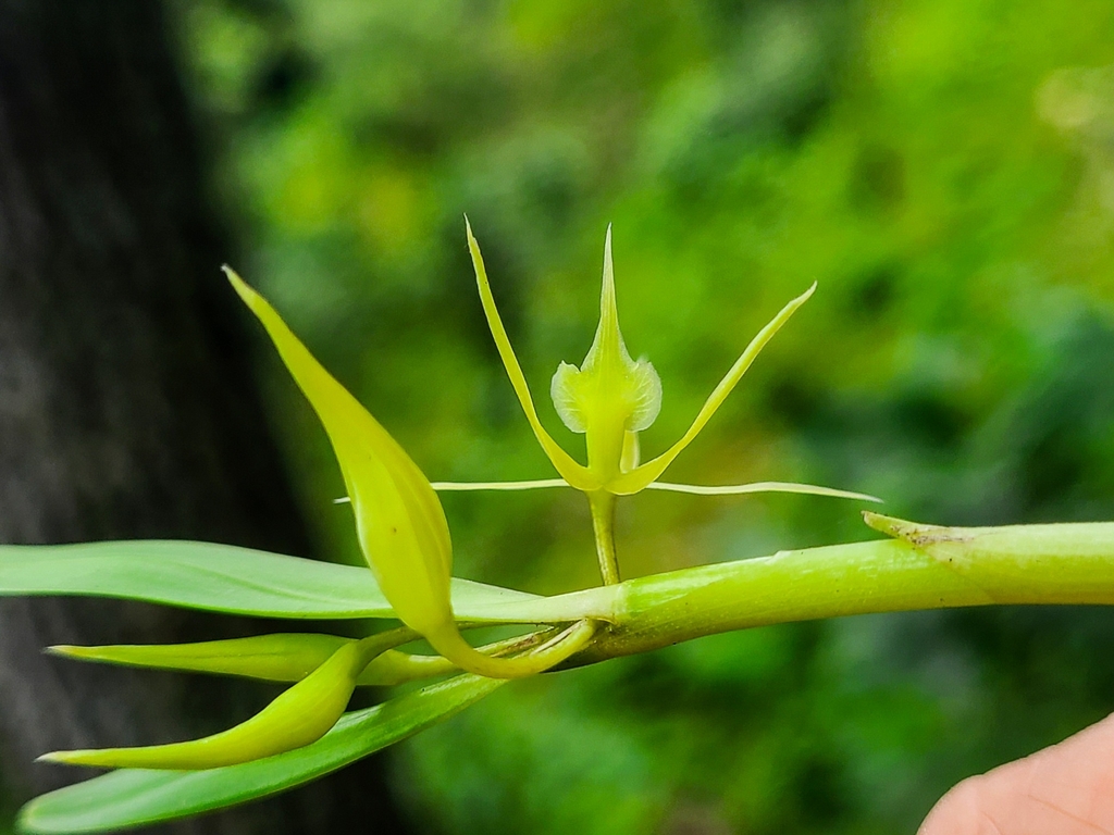 Epidendrum cardiochilum L.O.Williams 2
