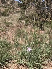 Lygodesmia grandiflora