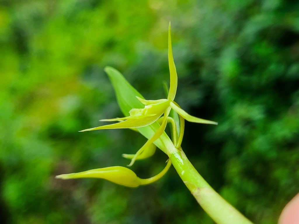 Epidendrum cardiochilum L.O.Williams 3