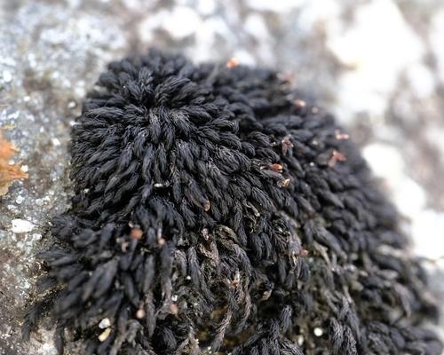 Andreaea megistospora