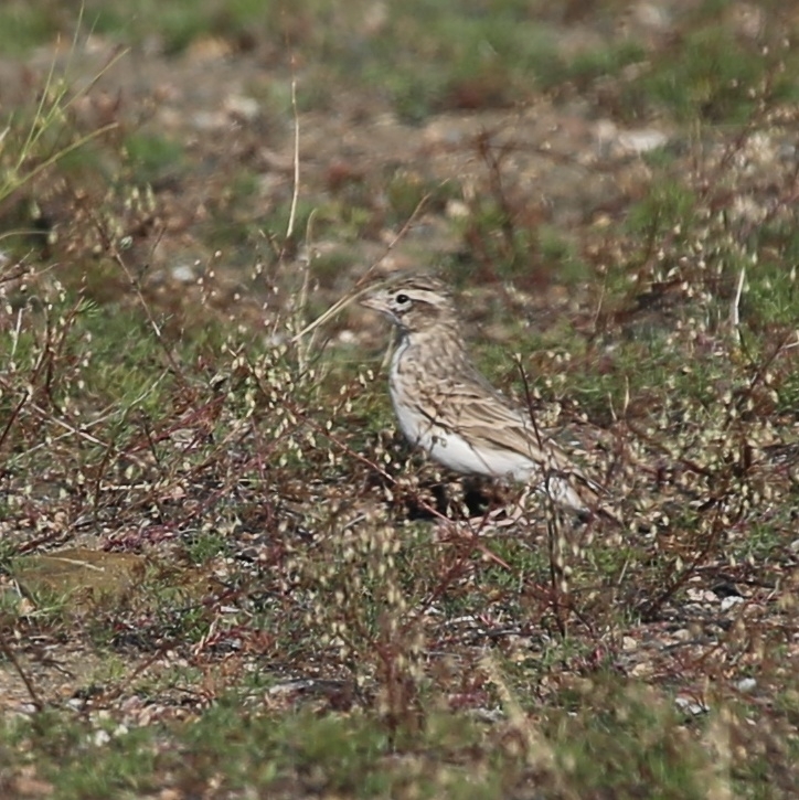 Asian Short-toed Lark