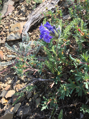Polemonium viscosum
