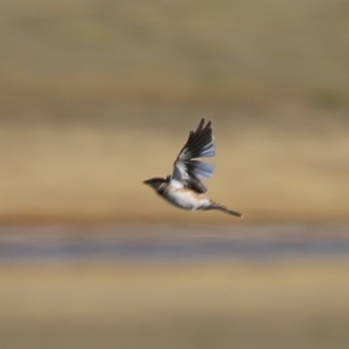 Mongolian Lark (Melanocorypha mongolica), photo 4
