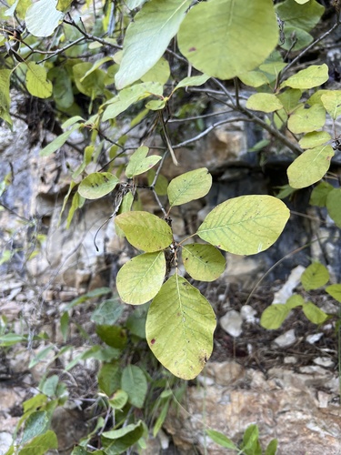 Cotinus obovatus