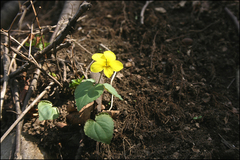 Viola orientalis