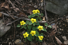 Viola orientalis