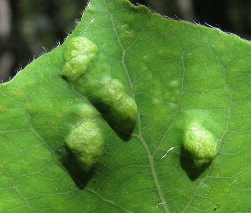 Phyllocoptes didelphis