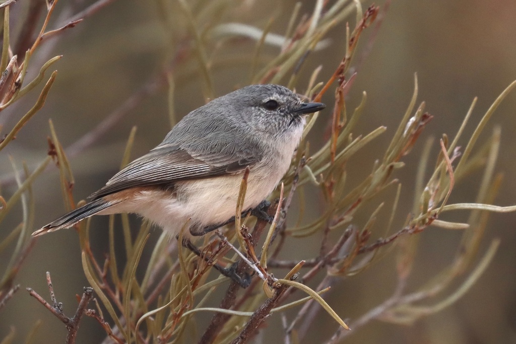 Slaty-Backed Thornbill