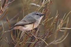 Slaty-Backed Thornbill photo 1