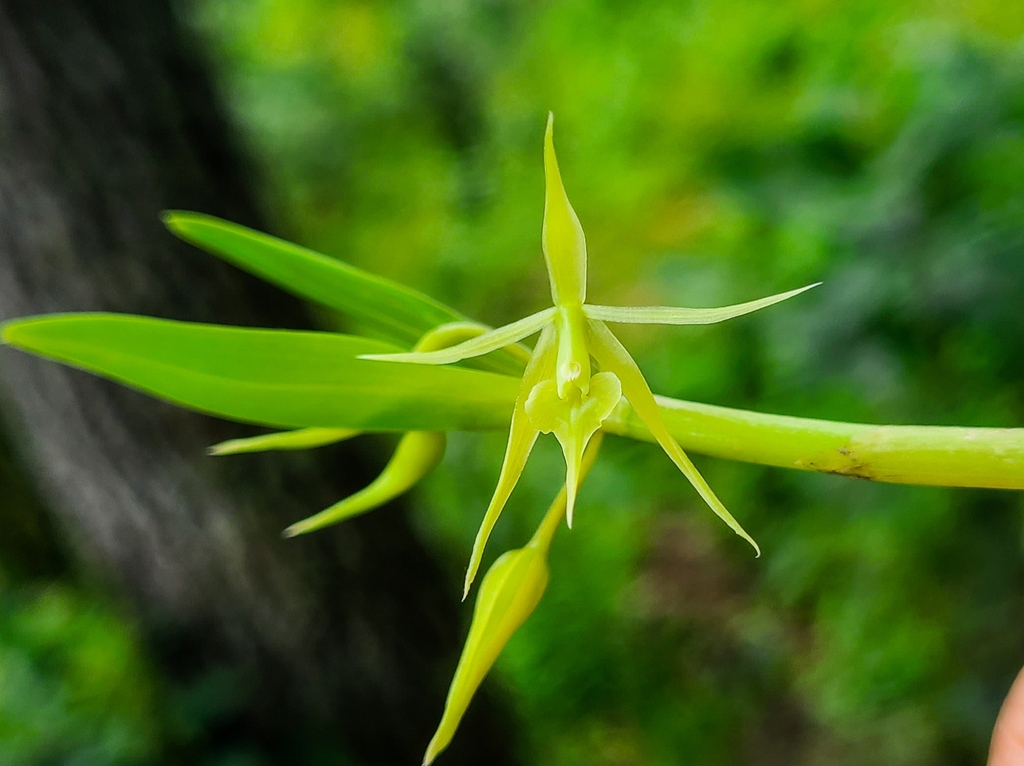 Epidendrum cardiochilum L.O.Williams 4
