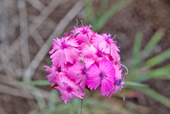 Dianthus moesiacus