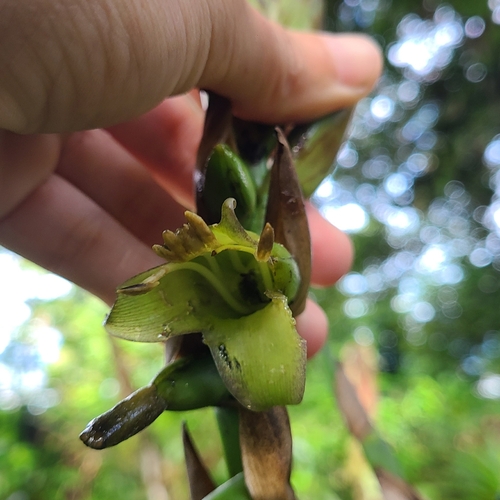 Image of Werauhia werckleana by no rights reserved