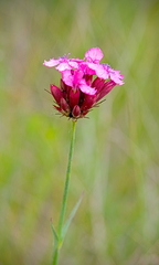 Dianthus moesiacus