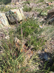 Elymus scribneri