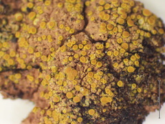 Xanthocarpia crenulatella