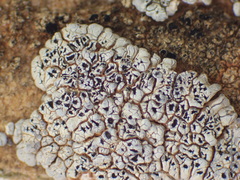 Acarospora strigata