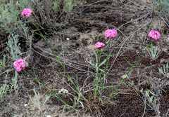 Dianthus moesiacus
