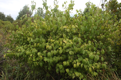 Image of Viburnum dentatum by (c) worldbird, some rights reserved (CC BY)