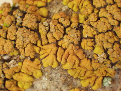 Xanthomendoza trachyphylla