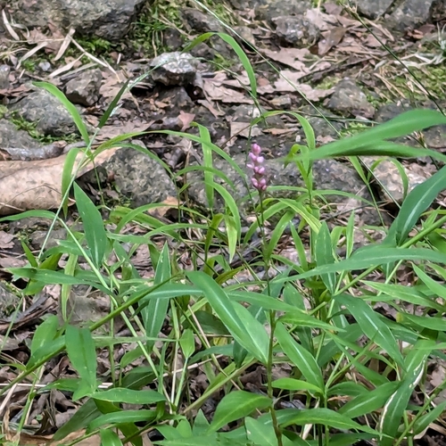 Persicaria longiseta